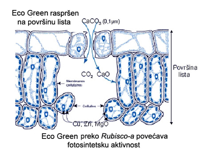 postupak prodiranja mikronskih i nano čestica kalcita kroz stomatu lista - Agrolemdina j.d.o.o.