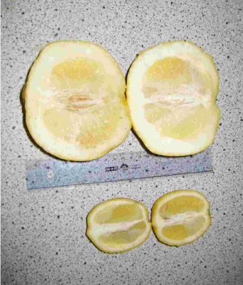 limun