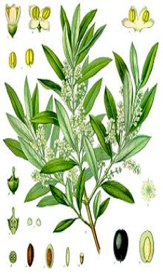 maslina