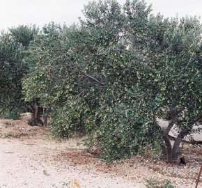 maslina