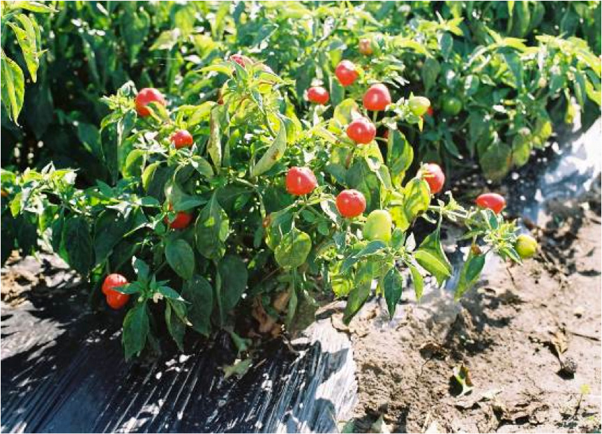 paprika